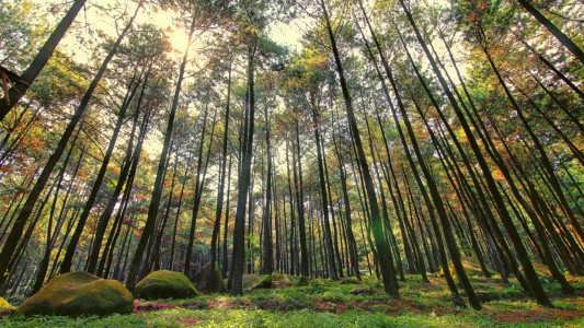 Hutan Pinus Mangunan, Lokasi Favorit Pemburu Foto Lansekap Cantik