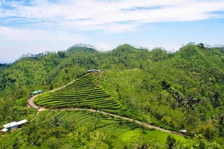 Kebun Teh Nglinggo, Resor Wisata Alam di Bukit Menoreh
