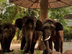 Sekawanan Gajah di Kebun Binatang Ragunan